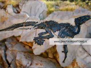 Dinosauro Antonio scoperto da Tiziana Brazzatti 