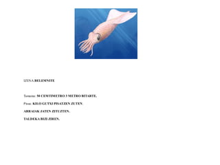 IZENA:BELEMNITE
Tamaina: 50 CEMTIMETRO 3 METRO BITARTE.
Pisua: KILO GUTXI PISATZEN ZUTEN.
ARRAIAK JATEN ZITUZTEN.
TALDEKA BIZI ZIREN.
 