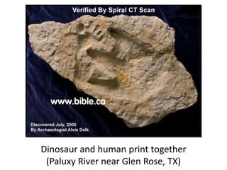 Dinosaur and human print together
(Paluxy River near Glen Rose, TX)
 