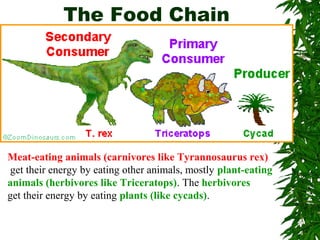 The Food Chain

Meat-eating animals (carnivores like Tyrannosaurus rex)
get their energy by eating other animals, mostly plant-eating
animals (herbivores like Triceratops). The herbivores
get their energy by eating plants (like cycads).

 