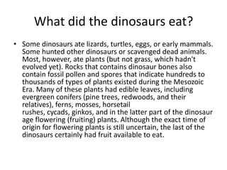 What did the dinosaurs eat?
• Some dinosaurs ate lizards, turtles, eggs, or early mammals.
Some hunted other dinosaurs or scavenged dead animals.
Most, however, ate plants (but not grass, which hadn't
evolved yet). Rocks that contains dinosaur bones also
contain fossil pollen and spores that indicate hundreds to
thousands of types of plants existed during the Mesozoic
Era. Many of these plants had edible leaves, including
evergreen conifers (pine trees, redwoods, and their
relatives), ferns, mosses, horsetail
rushes, cycads, ginkos, and in the latter part of the dinosaur
age flowering (fruiting) plants. Although the exact time of
origin for flowering plants is still uncertain, the last of the
dinosaurs certainly had fruit available to eat.
 