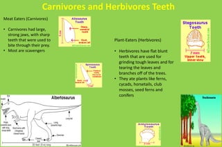 Carnivores and Herbivores Teeth 
Meat Eaters (Carnivores) 
• Carnivores had large, 
strong jaws, with sharp 
teeth that were used to 
bite through their prey. 
• Most are scavengers 
Plant-Eaters (Herbivores) 
• Herbivores have flat blunt 
teeth that are used for 
grinding tough leaves and for 
tearing the leaves and 
branches off of the trees. 
• They ate plants like ferns, 
cycads, horsetails, club 
mosses, seed ferns and 
conifers 
