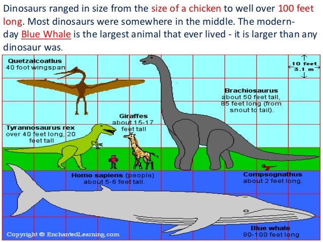 What animal is bigger than any dinosaur?