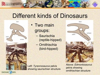 Different kinds of Dinosaurs
       • Two main
         groups:
            – Saurischia
              (reptile-hipped)
            – Ornithischia
              (bird-hipped)



                                     Above: Edmontosaurus
     Left: Tyrannosaurus pelvis
                                     pelvis showing
     showing saurischian structure
                                     ornithischian structure
 