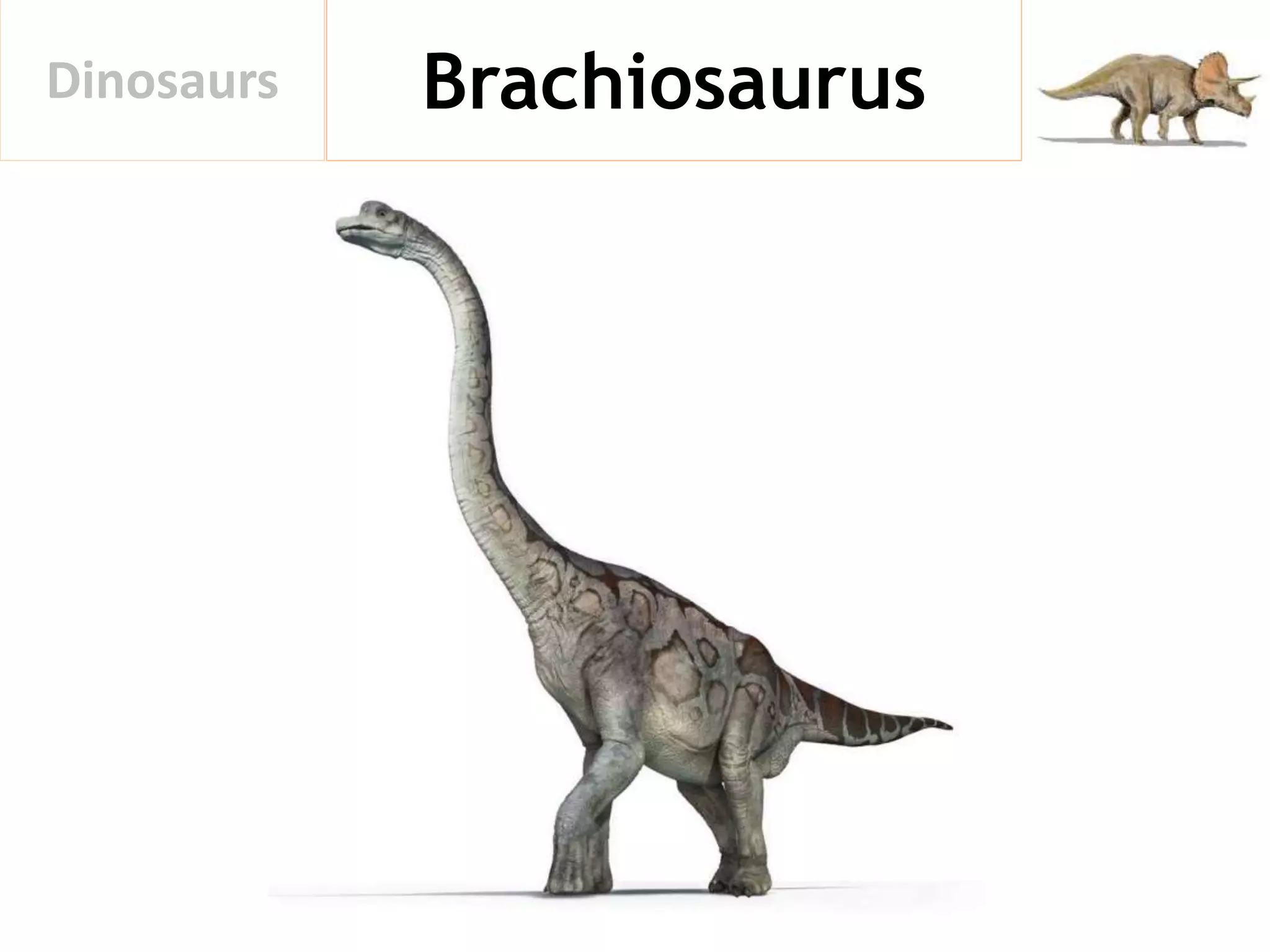 BrachiosaurusDinosaurs