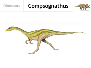 CompsognathusDinosaurs
 