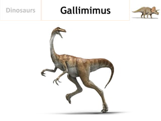 GallimimusDinosaurs
 