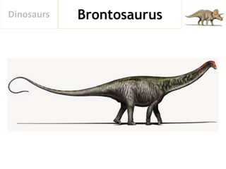 BrontosaurusDinosaurs
 