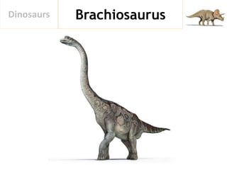 BrachiosaurusDinosaurs
 