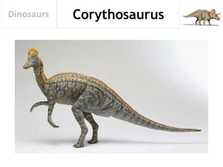 CorythosaurusDinosaurs