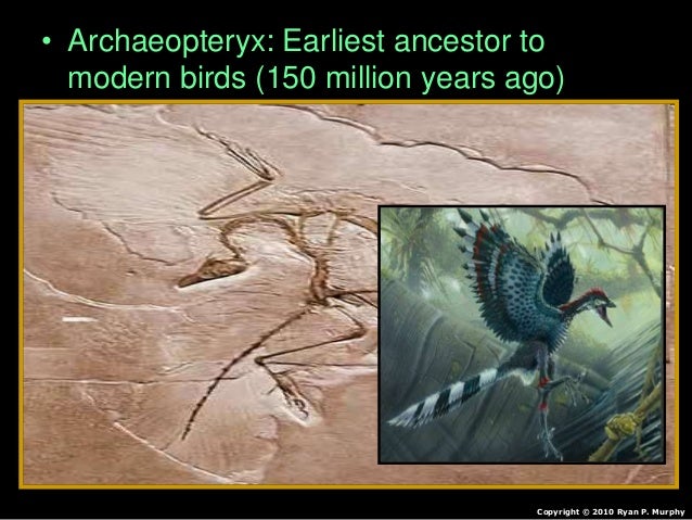 kt mass extinction