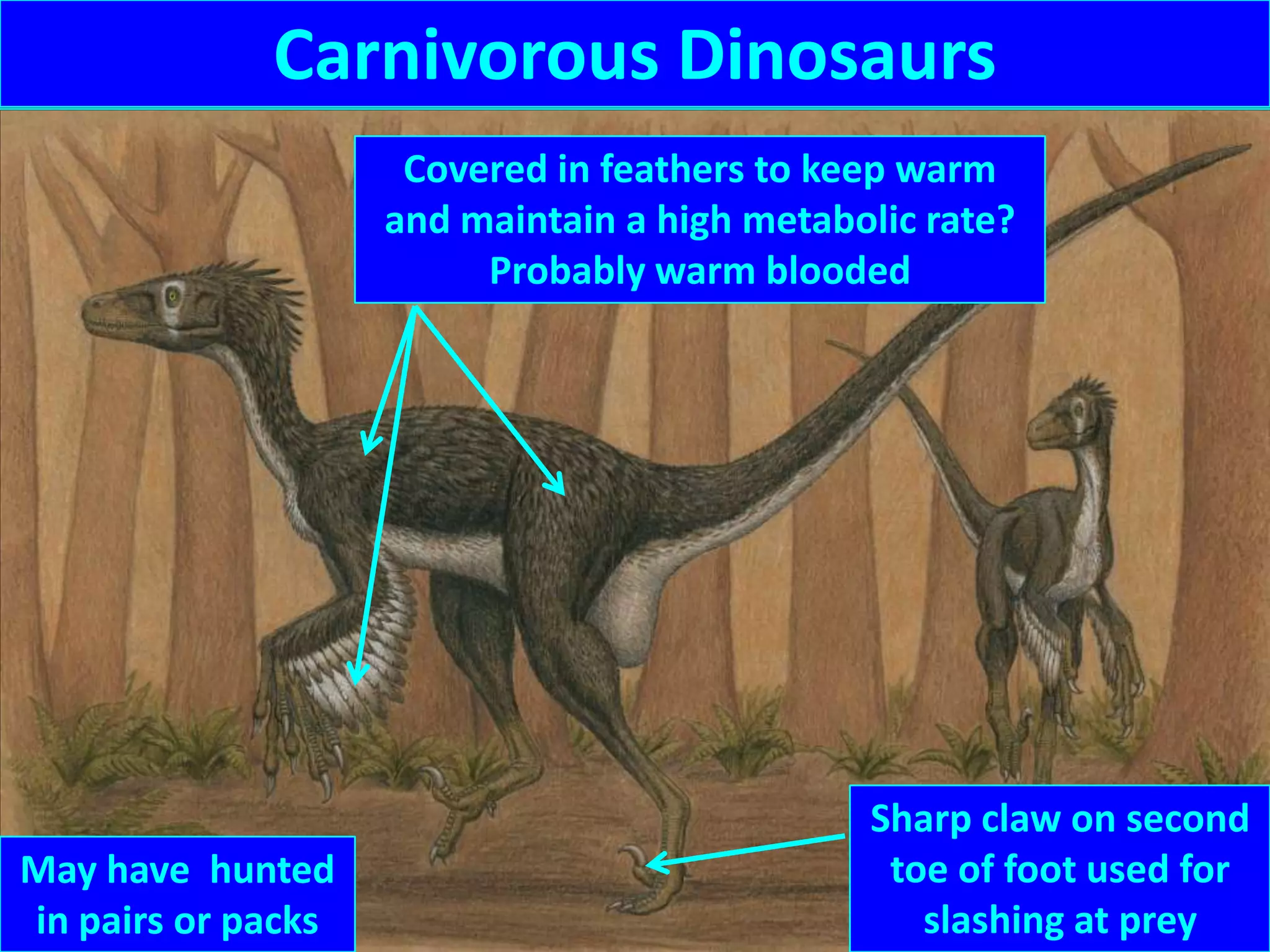 Carnivorous Dinosaurs
Covered in feathers to keep warm
and maintain a high metabolic rate?
Probably warm blooded
Sharp claw on second
toe of foot used for
slashing at prey
May have hunted
in pairs or packs
 