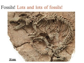 Fossils! Lots and lots of fossils!
 