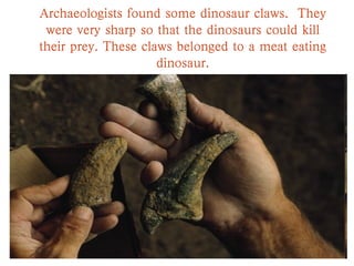 Archaeologists found some dinosaur claws. They
were very sharp so that the dinosaurs could kill
their prey. These claws belonged to a meat eating
dinosaur.
 