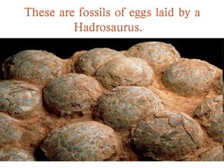 These are fossils of eggs laid by a
Hadrosaurus.
 