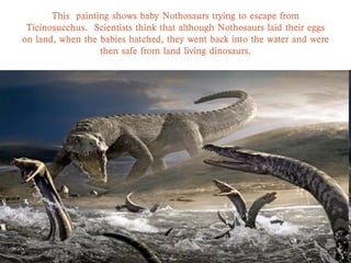 This painting shows baby Nothosaurs trying to escape from
Ticinosucchus. Scientists think that although Nothosaurs laid their eggs
on land, when the babies hatched, they went back into the water and were
then safe from land living dinosaurs.
 