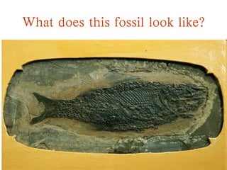 What does this fossil look like?
 