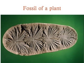 Fossil of a plant
 