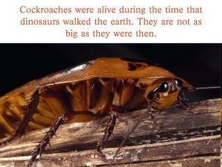 Cockroaches were alive during the time that
dinosaurs walked the earth. They are not as
big as they were then.
 