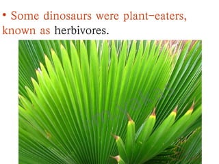 • Some dinosaurs were plant-eaters,
known as herbivores.
 