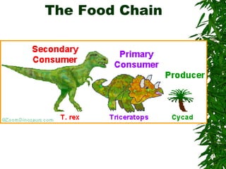 The Food Chain
 