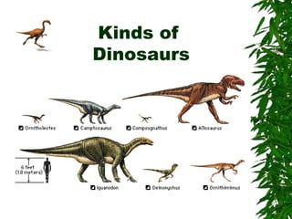 Kinds of
Dinosaurs
 