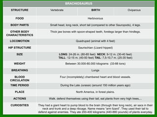 BRACHIOSAURUS
STRUCTURE Vertebrate BIRTH Oviparous
FOOD Herbivorous
BODY PARTS Small head, long neck, short tail (compared to other Sauropods), 4 legs.
OTHER BODY
CHARACTERISTICS
Thick jaw bones with spoon-shaped teeth, forelegs larger than hindlegs.
LOCOMOTION Quadruped (animal with 4 feet)
HIP STRUCTURE Saurischian (Lizard hipped)
SIZE LONG: 24-26 m. (80-85 feet) NECK: 9-12 m. (30-40 feet)
TALL: 12-15 m. (40-50 feet) TAIL: 7,5-10,7 m. (25-35 feet)
WEIGHT Between 30.000-80.000 kilograms (33-88 tons)
BREATHING Lungs
BLOOD
CIRCULATION
Four (incompletely) chambered heart and blood vessels.
TIME PERIOD During the Late Jurassic (around 150 million years ago)
PLACE North America, in forest plains.
ACTIONS Walk. defend themselves using their tail, eat plants from very high trees,...
CURIOSITIES They had a giant heart to pump blood to the brain (through their long neck), air sacs in their
neck and trunk and a deep ribcage. Name means “arm lizard”. They used their tail to
defend against enemies. They ate 200-400 kilograms (440-880 pounds) of plants everyday.
 