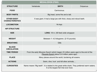 MEGALODON (FISH)
STRUCTURE Vertebrate BIRTH Oviparous
FOOD Carnivorous.
BODY PARTS Big head, some fins and a tail.
OTHER BODY
CHARACTERISTICS
It was giant. It had a large jaw with thick, sharp and robust teeth.
LOCOMOTION No legs.
HIP STRUCTURE -
SIZE LONG: 18 m. (59 feet) wide wingspan
WEIGHT Between 1- 4,5 kilograms (2-10 pounds)
BREATHING Gills
BLOOD
CIRCULATION
-
TIME PERIOD From the early Miocene Epoch (which began 23 million years ago) to the end of the
Pliocene Epoch (about 2.6 million years ago).
PLACE Many places around the world, bordering all oceans.
ACTIONS Swim, dive, hunt and kill other animals,…
CURIOSITIES Name means “Big teeth”. It is related to the great white shark. They preferred warm waters.
It is the largest fish that ever lived.
 
