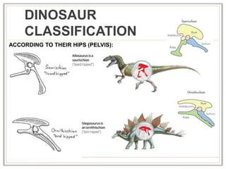 DINOSAUR
CLASSIFICATION
ACCORDING TO THEIR HIPS (PELVIS):
 