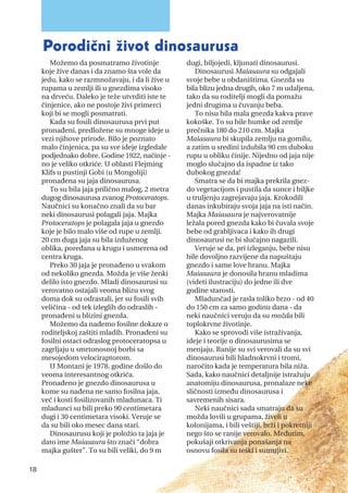 Možemo da posmatramo životinje
koje žive danas i da znamo šta vole da
jedu, kako se razmnožavaju, i da li žive u
rupama u zemlji ili u gnezdima visoko
na drveću. Daleko je teže utvrditi iste te
činjenice, ako ne postoje živi primerci
koji bi se mogli posmatrati.
Kada su fosili dinosaurusa prvi put
pronađeni, predložene su mnoge ideje u
vezi njihove prirode. Bilo je poznato
malo činjenica, pa su sve ideje izgledale
podjednako dobre. Godine 1922, načinje -
no je veliko otkriće. U oblasti Flejming
Klifs u pustinji Gobi (u Mongoliji)
pronađena su jaja dinosaurusa.
To su bila jaja prilično malog, 2 metra
dugog dinosaurusa zvanog Protoceratops.
Naučnici su konačno znali da su bar
neki dinosaurusi polagali jaja. Majka
Protoceratops je polagala jaja u gnezdo
koje je bilo malo više od rupe u zemlji.
20 cm duga jaja su bila izduženog
oblika, poređana u krugu i usmerena od
centra kruga.
Preko 30 jaja je pronađeno u svakom
od nekoliko gnezda. Možda je više ženki
delilo isto gnezdo. Mladi dinosaurusi su
verovatno ostajali veoma blizu svog
doma dok su odrastali, jer su fosili svih
veličina - od tek izleglih do odraslih -
pronađeni u blizini gnezda.
Možemo da nađemo fosilne dokaze o
roditeljskoj zaštiti mladih. Pronađeni su
fosilni ostaci odraslog protoceratopsa u
zagrljaju u smrtonosnoj borbi sa
mesojedom velociraptorom.
U Montani je 1978. godine došlo do
veoma interesantnog otkrića.
Pronađeno je gnezdo dinosaurusa u
kome su nađena ne samo fosilna jaja,
već i kosti fosilizovanih mladunaca. Ti
mladunci su bili preko 90 centimetara
dugi i 30 centimetara visoki. Veruje se
da su bili oko mesec dana stari.
Dinosaurusu koji je položio ta jaja je
dato ime Maiasaura što znači “dobra
majka gušter”. To su bili veliki, do 9 m
dugi, biljojedi, kljunati dinosaurusi.
Dinosaurusi Maiasaura su odgajali
svoje bebe u obdaništima. Gnezda su
bila blizu jedna drugih, oko 7 m udaljena,
tako da su roditelji mogli da pomažu
jedni drugima u čuvanju beba.
To nisu bila mala gnezda kakva prave
kokoške. To su bile humke od zemlje
prečnika 180 do 210 cm. Majka
Maiasaura bi skupila zemlju na gomilu,
a zatim u sredini izdubila 90 cm duboku
rupu u obliku činije. Nijedno od jaja nije
moglo slučajno da ispadne iz tako
dubokog gnezda!
Smatra se da bi majka prekrila gnez-
do vegetacijom i pustila da sunce i biljke
u truljenju zagrejavaju jaja. Krokodili
danas inkubiraju svoja jaja na isti način.
Majka Maiasaura je najverovatnije
ležala pored gnezda kako bi čuvala svoje
bebe od grabljivaca i kako ih drugi
dinosaurusi ne bi slučajno nagazili.
Veruje se da, pri izleganju, bebe nisu
bile dovoljno razvijene da napuštaju
gnezdo i same love hranu. Majka
Maiasaura je donosila hranu mladima
(videti ilustraciju) do jedne ili dve
godine starosti.
Mladunčad je rasla toliko brzo - od 40
do 150 cm za samo godinu dana - da
neki naučnici veruju da su možda bili
toplokrvne životinje.
Kako se sprovodi više istraživanja,
ideje i teorije o dinosaurusima se
menjaju. Ranije su svi verovali da su svi
dinosaurusi bili hladnokrvni i tromi,
naročito kada je temperatura bila niža.
Sada, kako naučnici detaljnije istražuju
anatomiju dinosaurusa, pronalaze neke
sličnosti između dinosaurusa i
savremenih sisara.
Neki naučnici sada smatraju da su
možda lovili u grupama, živeli u
kolonijama, i bili veštiji, brži i pokretniji
nego što se ranije verovalo. Međutim,
pokušaji otkrivanja ponašanja na
osnovu fosila su teški i sumnjivi.
18
Porodični život dinosaurusa
 