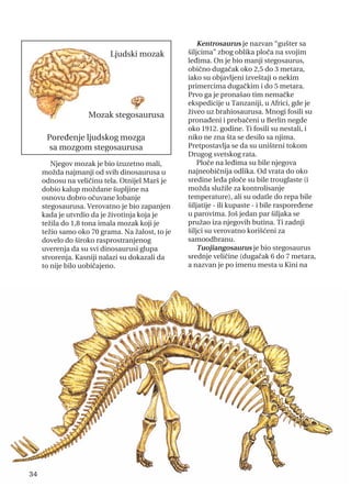 Njegov mozak je bio izuzetno mali,
možda najmanji od svih dinosaurusa u
odnosu na veličinu tela. Otnijel Marš je
dobio kalup moždane šupljine na
osnovu dobro očuvane lobanje
stegosaurusa. Verovatno je bio zapanjen
kada je utvrdio da je životinja koja je
težila do 1,8 tona imala mozak koji je
težio samo oko 70 grama. Na žalost, to je
dovelo do široko rasprostranjenog
uverenja da su svi dinosaurusi glupa
stvorenja. Kasniji nalazi su dokazali da
to nije bilo uobičajeno.
Kentrosaurus je nazvan “gušter sa
šiljcima” zbog oblika ploča na svojim
leđima. On je bio manji stegosaurus,
obično dugačak oko 2,5 do 3 metara,
iako su objavljeni izveštaji o nekim
primercima dugačkim i do 5 metara.
Prvo ga je pronašao tim nemačke
ekspedicije u Tanzaniji, u Africi, gde je
živeo uz brahiosaurusa. Mnogi fosili su
pronađeni i prebačeni u Berlin negde
oko 1912. godine. Ti fosili su nestali, i
niko ne zna šta se desilo sa njima.
Pretpostavlja se da su uništeni tokom
Drugog svetskog rata.
Ploče na leđima su bile njegova
najneobičnija odlika. Od vrata do oko
sredine leđa ploče su bile trouglaste (i
možda služile za kontrolisanje
temperature), ali su odatle do repa bile
šiljatije - ili kupaste - i bile raspoređene
u parovima. Još jedan par šiljaka se
pružao iza njegovih butina. Ti zadnji
šiljci su verovatno korišćeni za
samoodbranu.
Tuojiangosaurus je bio stegosaurus
srednje veličine (dugačak 6 do 7 metara,
a nazvan je po imenu mesta u Kini na
34
Ljudski mozak
Mozak stegosaurusa
Poređenje ljudskog mozga
sa mozgom stegosaurusa
 