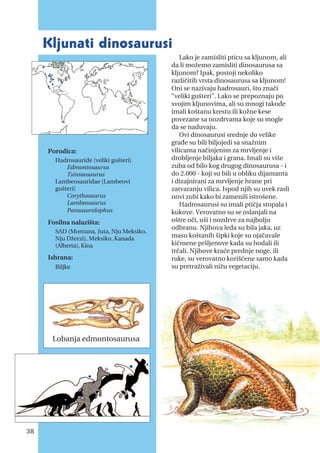 Lako je zamisliti pticu sa kljunom, ali
da li možemo zamisliti dinosaurusa sa
kljunom? Ipak, postoji nekoliko
različitih vrsta dinosaurusa sa kljunom!
Oni se nazivaju hadrosauri, što znači
“veliki gušteri”. Lako se prepoznaju po
svojim kljunovima, ali su mnogi takođe
imali koštanu krestu ili kožne kese
povezane sa nozdrvama koje su mogle
da se naduvaju.
Ovi dinosaurusi srednje do velike
građe su bili biljojedi sa snažnim
vilicama načinjenim za mrvljenje i
drobljenje biljaka i grana. Imali su više
zuba od bilo kog drugog dinosaurusa - i
do 2.000 - koji su bili u obliku dijamanta
i dizajnirani za mrvljenje hrane pri
zatvaranju vilica. Ispod njih su uvek rasli
novi zubi kako bi zamenili istrošene.
Hadrosaurusi su imali ptičja stopala i
kukove. Verovatno su se oslanjali na
oštre oči, uši i nozdrve za najbolju
odbranu. Njihova leđa su bila jaka, uz
masu koštanih šipki koje su ojačavale
kičmene pršljenove kada su hodali ili
trčali. Njihove kraće prednje noge, ili
ruke, su verovatno korišćene samo kada
su pretraživali nižu vegetaciju.
kljunati dinosaurusi
Porodica:
Hadrosauride (veliki gušteri)
Edmontosaurus
Tsintaosaurus
Lambeosauridae (Lambeovi
gušteri)
Corythosaurus
Lambeosaurus
Parasaurolophus
Fosilna nalazišta:
SAD (Montana, Juta, Nju Meksiko,
Nju Džerzi), Meksiko, Kanada
(Alberta), Kina
Ishrana:
Biljke
38
Lobanja edmontosaurusa
 
