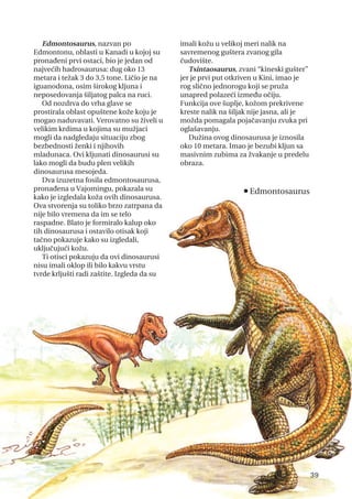 Edmontosaurus, nazvan po
Edmontonu, oblasti u Kanadi u kojoj su
pronađeni prvi ostaci, bio je jedan od
najvećih hadrosaurusa: dug oko 13
metara i težak 3 do 3,5 tone. Ličio je na
iguanodona, osim širokog kljuna i
neposedovanja šiljatog palca na ruci.
Od nozdrva do vrha glave se
prostirala oblast opuštene kože koju je
mogao naduvavati. Verovatno su živeli u
velikim krdima u kojima su mužjaci
mogli da nadgledaju situaciju zbog
bezbednosti ženki i njihovih
mladunaca. Ovi kljunati dinosaurusi su
lako mogli da budu plen velikih
dinosaurusa mesojeda.
Dva izuzetna fosila edmontosaurusa,
pronađena u Vajomingu, pokazala su
kako je izgledala koža ovih dinosaurusa.
Ova stvorenja su toliko brzo zatrpana da
nije bilo vremena da im se telo
raspadne. Blato je formiralo kalup oko
tih dinosaurusa i ostavilo otisak koji
tačno pokazuje kako su izgledali,
uključujući kožu.
Ti otisci pokazuju da ovi dinosaurusi
nisu imali oklop ili bilo kakvu vrstu
tvrde krljušti radi zaštite. Izgleda da su
imali kožu u velikoj meri nalik na
savremenog guštera zvanog gila
čudovište.
Tsintaosaurus, zvani “kineski gušter”
jer je prvi put otkriven u Kini, imao je
rog slično jednorogu koji se pruža
unapred polazeći između očiju.
Funkcija ove šuplje, kožom prekrivene
kreste nalik na šiljak nije jasna, ali je
možda pomagala pojačavanju zvuka pri
oglašavanju.
Dužina ovog dinosaurusa je iznosila
oko 10 metara. Imao je bezubi kljun sa
masivnim zubima za žvakanje u predelu
obraza.
39
n
Edmontosaurus
 