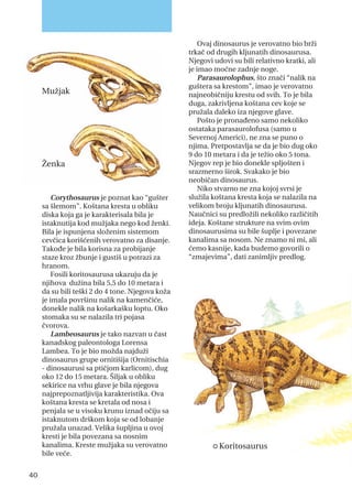 Corythosaurus je poznat kao “gušter
sa šlemom”. Koštana kresta u obliku
diska koja ga je karakterisala bila je
istaknutija kod mužjaka nego kod ženki.
Bila je ispunjena složenim sistemom
cevčica korišćenih verovatno za disanje.
Takođe je bila korisna za probijanje
staze kroz žbunje i gustiš u potrazi za
hranom.
Fosili koritosaurusa ukazuju da je
njihova dužina bila 5,5 do 10 metara i
da su bili teški 2 do 4 tone. Njegova koža
je imala površinu nalik na kamenčiće,
donekle nalik na košarkašku loptu. Oko
stomaka su se nalazila tri pojasa
čvorova.
Lambeosaurus je tako nazvan u čast
kanadskog paleontologa Lorensa
Lambea. To je bio možda najduži
dinosaurus grupe ornitišija (Ornitischia
- dinosaurusi sa ptičjom karlicom), dug
oko 12 do 15 metara. Šiljak u obliku
sekirice na vrhu glave je bila njegova
najprepoznatljivija karakteristika. Ova
koštana kresta se kretala od nosa i
penjala se u visoku krunu iznad očiju sa
istaknutom drškom koja se od lobanje
pružala unazad. Velika šupljina u ovoj
kresti je bila povezana sa nosnim
kanalima. Kreste mužjaka su verovatno
bile veće.
Ovaj dinosaurus je verovatno bio brži
trkač od drugih kljunatih dinosaurusa.
Njegovi udovi su bili relativno kratki, ali
je imao moćne zadnje noge.
Parasaurolophus, što znači “nalik na
guštera sa krestom”, imao je verovatno
najneobičniju krestu od svih. To je bila
duga, zakrivljena koštana cev koje se
pružala daleko iza njegove glave.
Pošto je pronađeno samo nekoliko
ostataka parasaurolofusa (samo u
Severnoj Americi), ne zna se puno o
njima. Pretpostavlja se da je bio dug oko
9 do 10 metara i da je težio oko 5 tona.
Njegov rep je bio donekle spljošten i
srazmerno širok. Svakako je bio
neobičan dinosaurus.
Niko stvarno ne zna kojoj svrsi je
služila koštana kresta koja se nalazila na
velikom broju kljunatih dinosaurusa.
Naučnici su predložili nekoliko različitih
ideja. Koštane strukture na svim ovim
dinosaurusima su bile šuplje i povezane
kanalima sa nosom. Ne znamo ni mi, ali
ćemo kasnije, kada budemo govorili o
“zmajevima”, dati zanimljiv predlog.
40
Mužjak
Ženka
· Koritosaurus
 