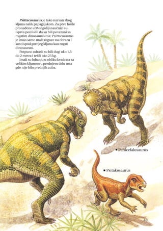 Psittacosaurus je tako nazvan zbog
kljuna nalik papagajskom. Za prve fosile
pronađene u Mongoliji naučnici su
isprva pomislili da su bili povezani sa
rogatim dinosaurusima; Psittacosaurus
je imao samo male rogove na obrazu i
kost ispod gornjeg kljuna kao rogati
dinosaurusi.
Potpuno odrasli su bili dugi oko 1,5
do 2 metra i težili oko 25 kg.
Imali su lobanju u obliku kvadrata sa
velikim kljunom u prednjem delu usta
gde nije bilo prednjih zuba.
43
n
Pahicefalosaurus
<Psitakosaurus
 