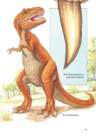 49
n
Tiranosaurus
Zub tiranosaurusa u
prirodnoj veličini
 