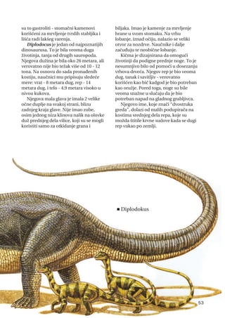 su to gastroliti - stomačni kamenovi
korišćeni za mrvljenje tvrdih stabljika i
lišća radi lakšeg varenja.
Diplodocus je jedan od najpoznatijih
dinosaurusa. To je bila veoma duga
životinja, tanja od drugih sauropoda.
Njegova dužina je bila oko 26 metara, ali
verovatno nije bio težak više od 10 - 12
tona. Na osnovu do sada pronađenih
kostiju, naučnici mu pripisuju sledeće
mere: vrat - 8 metara dug, rep - 14
metara dug, i telo - 4,9 metara visoko u
nivou kukova.
Njegova mala glava je imala 2 velike
očne duplje na svakoj strani, blizu
zadnjeg kraja glave. Nije imao zube,
osim jednog niza klinova nalik na olovke
duž prednjeg dela vilice, koji su se mogli
koristiti samo za otkidanje grana i
biljaka. Imao je kamenje za mrvljenje
hrane u svom stomaku. Na vrhu
lobanje, iznad očiju, nalazio se veliki
otvor za nozdrve. Naučnike i dalje
začuđuju te neobične lobanje.
Kičma je dizajnirana da omogući
životinji da podigne prednje noge. To je
nesumnjivo bilo od pomoći u dosezanju
vrhova drveća. Njegov rep je bio veoma
dug, tanak i savitljiv - verovatno
korišćen kao bič kadgod je bio potreban
kao oružje. Pored toga, noge su bile
veoma snažne u slučaju da je bio
potreban napad na gladnog grabljivca.
Njegovo ime, koje znači “dvostruka
greda”, dolazi od malih podupirača na
kostima srednjeg dela repa, koje su
možda štitile krvne sudove kada se dugi
rep vukao po zemlji.
<Diplodokus
53
 