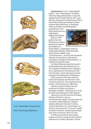 Apatosaurus je zvan “obmanjujući
gušter”. Ime “obmanjujući” je dobro
izabrano zbog zabune koju su izazvali
njegovi fosili. Otnijel Marš je 1877. god.
dao ime Apatosaurus dinosaurusu čiji su
fosili kuka i kičme pronađeni u kame-
nolomu blizu Morisona, u Koloradu.
Tokom nekoliko narednih godina,
pronađeno je više
fosila apatosaurusa,
uključujući
fragmente lobanje.
Marš je 1879.
godine dao ime
Brontosaurus skoro
potpunom skeletu,
pronađenom u
Komo Blafu, u Vajomingu, kome je
nedostajala lobanja. Marš je kasnije
rekonstruisao skelet ovog
“brontosaurusa”, ali mu je dao kockastu
lobanju Camarasaurus tipa koja je
pronađena u drugom kamenolomu, i u
različitom fosilnom sloju.
Dr Džek Mekintoš (Jack McIntosh) i
dr Dejvid Berman (David Berman) su
1975. godine ubedili naučnu zajednicu
da su Apatosaurus i Brontosaurus bili
ista životinja, i da je Apatosaurus imao
potpuno istu lobanju kao Diplodocus.
Pošto pravila za davanje naučnih
imena životinjama navode da se zadr-
žava prvo dato ime, ime Apatosaurus je
ostalo, a Brontosaurus je odbačeno.
Zabuna ostaje do danas, kao što
možemo da vidimo na primeru
poštanske markice “Brontosaurus” koju
je izdala američka pošta 1989. godine.
Apatosaurus je bio masivna životinja.
Ukupno 82 kosti u repu su
uravnotežavale njegov 6 metara dug vrat
sa malom, niskom glavom. Njegova
ukupna dužina je iznosila 23 metra,
visina je bila oko 5 m u nivou kuka i 4,2
metra u nivou ramena. Uz meso i mišiće
na takvom skeletu, naučnici procenjuju
da je težio verovatno 30 do 42 tone.
U Teksasu postoji 23 niza otisaka
stopala za koje se veruje da ih je načinio
Apatosaurus. Svaki je dug oko 1 metar,
54
Gore: Tip lobanje Camarasaurus
Dole: Tip lobanje Diplodocus
 