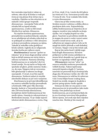 bez naznaka repa koji je vukao za
sobom, tako da je ili hodao u vodi pri
čemu je rep plutao ili je držao rep u
vazduhu. Zajedno sa tim otiscima su se
nalazili i otisci grupe troprstih
dinosaurusa - mesojeda! Neki od tih
otisaka bili su ispod otisaka
apatosaurusa, a neki su bili iznad.
Možda ih je načinio Allosaurus.
Na repnim kostima apatosaurusa,
pronađenim na jednoj lokaciji, nalazila
su se udubljenja od otisaka zuba koji su
se poklapali sa zubima u vilici alosauru-
sa koja je pronađena zatrpana sa njima.
Takođe je nekoliko zuba grabljivca
ležalo uokolo. Izgleda da se odigravala
žestoka borba pre njihove smrti.
Brachiosaurus je nazvan “gušter sa
rukama” jer je imao duge prednje udove
koji su držali ramena na većoj visini u
odnosu na kukove. Ramena odraslog
brahiosaurusa su se nalazila 5 do 6 m
iznad zemlje. Na taj način se linija tela
spuštala od glave, preko ramena i kuko -
va, do repa. Njegovo telo je verovatno
bilo glomaznije u odnosu na druge
sauropode. U stvari, to je bio najviši
dinosaurus. Nedavni nalazi će možda
obezbediti dokaze za još veće varijetete.
Brachiosaurus je prvi put identifikovan
na osnovu nekoliko kostiju pronađenih
u Koloradu 1900. god. Oko deceniju
kasnije, kada je u Tanzaniji pronađeno
oko 250 tona kostiju dinosaurusa,
kompletan skelet brahiosaurusa je bio
među njima, i kasnije je rekonstruisan u
Berlinskom muzeju. To je i dalje najveći
izloženi skelet dinosaurusa u svetu. Dug
je 23 m, visok 12 m, i može da drži glavu
na visini od 13 m. Verovatno je težio oko
75 tona ili više. To je svakako bila žirafa
u svetu dinosaurusa.
Glava mu je bila veoma mala, sa
širokim nosem i zubima u obliku dleta u
prednjem delu usta. Najneobičnija
odlika brahiosaurusa je činjenica da se
njegove nozdrve nisu nalazile na kraju
njuške, već u šupljoj kupoli na vrhu
glave. Naučnici su prvobitno mislili da
je mogao da uroni u vodu i ostavi samo
nozdrve iznad nivoa vode, ali je to
odbačeno jer njegova pluća i telo ne bi
mogli da izdrže pritisak u vodi dubokoj
12 metara. Njegov vrat je bio težak i jak.
Rep je bio nešto kraći i deblji nego
kod drugih dinosaurusa. Kičmeni
pršljenovi su bili veoma udubljeni sa
strane ličeći donekle na I-grede koje se
koriste za izgradnju velikih zgrada.
Ultrasaurus je nazvan “ultra” na
osnovu nekoliko nedavno pronađenih
velikih kostiju. Nakon ispitivanja
ramenih lopatica dugih 2,7 metara,
naučnici su procenili da je životinja bila
duga oko 30 metara i težila i do 100-150
tona. Dinosaurus te veličine bi zahtevao
4 do 5 tona biljne hrane svakog dana.
Stojeći na zemlji, mogao je da gleda u
prozor petog sprata visoke zgrade.
Istina je da niko ne zna puno o tom
dinosaurusu jer je pronađeno tako malo
kostiju. One podsećaju na kosti
brahiosaurusa, pa se pretpostavljala da
je ova životinja verovatno bila građena
slično njemu. Još uvek nije dato nijedno
naučno ime. Možda je bio manji od
56
 