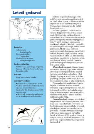 Nekada su postojale i druge vrste
prilično zastrašujućih organizama koji
su živeli u isto vreme sa dinosaurusima.
Izgleda da su svi izumrli nešto posle
Potopa, kao i dinosaurusi. To su bili
leteći gmizavci.
Svi leteći gmizavci su imali jedan
veoma dug prst (četvrti prst na svakoj
ruci). Njihova krila nalik na šišmiša
sastojala su se od kožne membrane koja
je bila rastegnuta između dugog prsta i
tela. Ti leteći gmizavci su se veoma
razlikovali od ptica. Naučnici su mislili
da su leteći gmizavci mogli da lete samo
jedrenjem. Mislili su da su leteći
gmizavci morali da se penju na vrh litice
i skaču, hvatajući toplu uzlaznu struju
vazduha kako bi leteli. Da li možemo da
zamislimo kako se sve te životinje penju
na planinu? Mnogi naučnici su sada
promenili svoje mišljenje i misle da su
bili aktivni letači.
Rhamphorhynchus je bio dug samo
oko 45 cm. Imao je dugu, usku lobanju i
zube koji su bili upravljeni ka napred
(verovatno dobri za probadanje ribe).
Njegov dug rep je imao krmu, u obliku
papirnog zmaja na svom kraju. Kao i svi
leteći gmizavci, imao je lake šuplje kosti.
Pteranodon je imao koštanu krestu
koja se sa lobanje pružala unazad.
Prosečan raspon krila je iznosio 7 m, što
je izgledalo prilično spektakularno na
njegovom telu dugom 90 cm - otprilike
veličine ćurke. Krila i telo su zajedno
težili samo oko 20 kg.
Quetzalcoatlus je nazvan po mitskom
bogu Asteka. Kao najveće poznate živo -
tinje koje su ikada letele, verovatno su
leteli nisko nad okeanom kako bi grabili
ribe koje su plivale neposredno ispod
površine. Jedan fosil kvecalkoatlusa je
otkriven u Nacionalnom parku Big
bend, u Teksasu, 1972. godine, i imao je
raspon krila od približno 15 metara. To
je više od raspona krila mlaznog aviona
fantom F-4!
Leteći gmizavci
Porodica:
Azhdarhidae
Quetzalcoatlus
Pteranodontidae
Pteranodon
Rhamphorhynchidae
Rhamphorhynchus
Fosilna nalazišta:
SAD (Teksas, Vajoming), Engleska,
Kanada (Alberta), Severna Evropa,
Bavarija, Afrika
Ishrana:
Riba, larve rakova, insekti
Zanimljivi podaci:
n
Smatra se da su bili dobri letači.
n
Krilne membrane pteranodona su
ojačane sitnim vlaknima
(aktinofibrili), debljine samo 0,005
centimetara.
n
Neki fosili pteranodona ukazuju
da su imali ogrtač od finih dlaka.
58
 