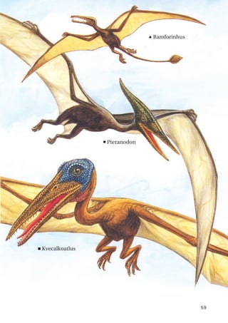 59
n
Pteranodon
<Kvecalkoatlus
p Ramforinhus
 