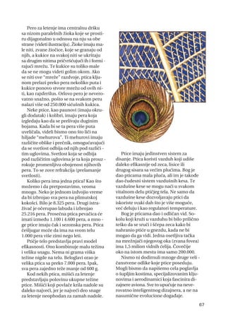 Pero za letenje ima centralnu dršku
sa nizom paralelnih žioka koje se prosti-
ru dijagonalno u odnosu na nju sa obe
strane (videti ilustraciju). Žioke imaju ma-
le niti, zvane žiočice, koje se granaju od
njih, a kukice na svakoj niti se ukrštaju
sa drugim nitima pričvršćujući ih i formi -
rajući mrežu. Te kukice su toliko male
da se ne mogu videti golim okom. Ako
se niti ove “mreže” razdvoje, ptica klju-
nom prelazi preko pera nekoliko puta i
kukice ponovo stvore mrežu od ovih ni-
ti, kao rajsferšlus. Orlovo pero je nevero-
vatno snažno, pošto se na svakom peru
nalazi više od 250.000 sićušnih kukica.
Neke ptice, kao paunovi (imaju okru-
gli dodatak) i kolibri, imaju pera koja
izgledaju kao da se prelivaju duginim
bojama. Kada bi se ta pera više puta
uveličala, videli bismo ono što liči na
hiljade “mehurova”. Ti mehurovi imaju
različite oblike i prečnik, omogućavajući
da se svetlost odbija od njih pod različi -
tim uglovima. Svetlost koja se odbija
pod različitim uglovima je ta koja prouz -
rokuje promenljivu obojenost njihovih
pera. To se zove refrakcija (prelamanje
svetlosti).
Koliko pera ima jedna ptica? Kao što
možemo i da pretpostavimo, veoma
mnogo. Neko je jednom izdvojio vreme
da bi izbrojao sva pera na plimutskoj
kokošci. Bilo je 8.325 pera. Drugi istra-
živač je očerupao labuda i izbrojao
25.216 pera. Prosečna ptica pevačica će
imati između 1.100 i 4.600 pera, a mno -
ge ptice imaju čak i sezonska pera. Ptica
češljugar može da ima na svom telu
1.000 pera više zimi nego leti.
Ptičje telo predstavlja pravi model
efikasnosti. Ono kombinuje malu težinu
i veliku snagu. Nema ni grama viška
težine nigde na telu. Beloglavi orao je
velika ptica sa preko 7.000 pera. Ipak,
sva pera zajedno teže manje od 600 g.
Kod nekih ptica, mišići za letenje
predstavljaju polovinu ukupne težine
ptice. Mišići koji povlače krila nadole su
daleko najveći, jer je najveći deo snage
za letenje neophodan za zamah nadole.
Ptice imaju jedinstven sistem za
disanje. Ptica koristi vazduh koji udiše
daleko efikasnije od zeca, lisice ili
drugog sisara sa većim plućima. Bog je
dao pticama mala pluća, ali im je takođe
dao čudesni sistem vazdušnih kesa. Te
vazdušne kese se mogu naći u svakom
vitalnom delu ptičjeg tela. Ne samo da
vazdušne kese dozvoljavaju ptici da
iskoriste svaki dah što je više moguće,
već deluju i kao regulatori temperature.
Bog je pticama dao i odličan vid. So-
kolu koji kruži u vazduhu bi bilo prilično
teško da se sruči i ščepa zeca kako bi
nahranio ptiće u gnezdu, kada ne bi
mogao da ga vidi. Jedna osetljiva tačka
na mrežnjači njegovog oka (zvana fovea)
ima 1,5 milion vidnih ćelija. Čovečije
oko na istom mestu ima samo 200.000.
Nismo ni dodirnuli mnoge druge veli -
čanstvene odlike koje ptice poseduju.
Mogli bismo da napišemo cela poglavlja
o šupljim kostima, specijalizovanim klju-
novima i aerodinamici koja fascinira di-
zajnere aviona. Sve to upućuje na neve-
rovatno inteligentnog dizajnera, a ne na
nasumične evolucione događaje.
67
 