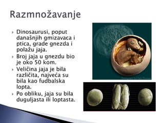  Dinosaurusi, poput
današnjih gmizavaca i
ptica, grade gnezda i
polažu jaja.
 Broj jaja u gnezdu bio
je oko 50 kom.
 Veličina jaja je bila
različita, najveća su
bila kao fudbalska
lopta.
 Po obliku, jaja su bila
duguljasta ili loptasta.
 