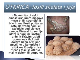  Nakon što bi neki
dinosaurus umro,njegovo
meso bi ili istrunulo ili
bilo hrana.Kosti pošto su
ostajale vremenom su
zapadale pod slojeve
zemlje.Minerali iz zemlje
ulaze u šupljine kostiju i
drže ih čitavim.Usled
pomeranja tla,kosti
dolaze blizu zemljine
površine u kompletu ili
raštrkane.Erozija spira
stene i fosil se otkriva
malim delom ili potpuno.
 