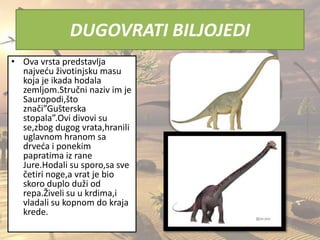 DUGOVRATI BILJOJEDI
• Ova vrsta predstavlja
najvedu životinjsku masu
koja je ikada hodala
zemljom.Stručni naziv im je
Sauropodi,što
znači”Gušterska
stopala”.Ovi divovi su
se,zbog dugog vrata,hranili
uglavnom hranom sa
drveda i ponekim
papratima iz rane
Jure.Hodali su sporo,sa sve
četiri noge,a vrat je bio
skoro duplo duži od
repa.Živeli su u krdima,i
vladali su kopnom do kraja
krede.
 