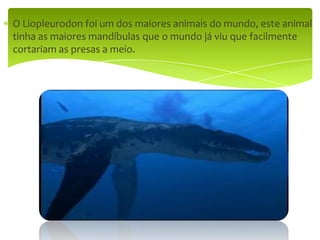 O Liopleurodon foi um dos maiores animais do mundo, este animal tinha as maiores mandíbulas que o mundo já viu que facilmente cortariam as presas a meio.