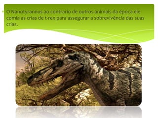 O Nanotyrannus ao contrario de outros animais da época ele comia as crias de t-rex para assegurar a sobrevivência das suas crias. 