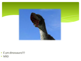 É um dinossauro???NÃO