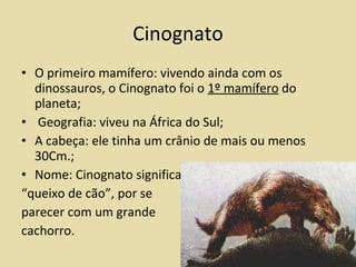 Cinognato O primeiro mamífero: vivendo ainda com os dinossauros, o Cinognato foi o  1º mamífero  do planeta; Geografia: viveu na África do Sul; A cabeça: ele tinha um crânio de mais ou menos 30Cm.; Nome: Cinognato significa  “ queixo de cão”, por se  parecer com um grande  cachorro. 