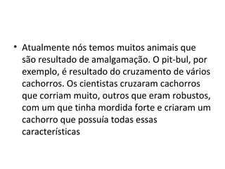 • Atualmente nós temos muitos animais que
  são resultado de amalgamação. O pit-bul, por
  exemplo, é resultado do cruzamento de vários
  cachorros. Os cientistas cruzaram cachorros
  que corriam muito, outros que eram robustos,
  com um que tinha mordida forte e criaram um
  cachorro que possuía todas essas
  características
 